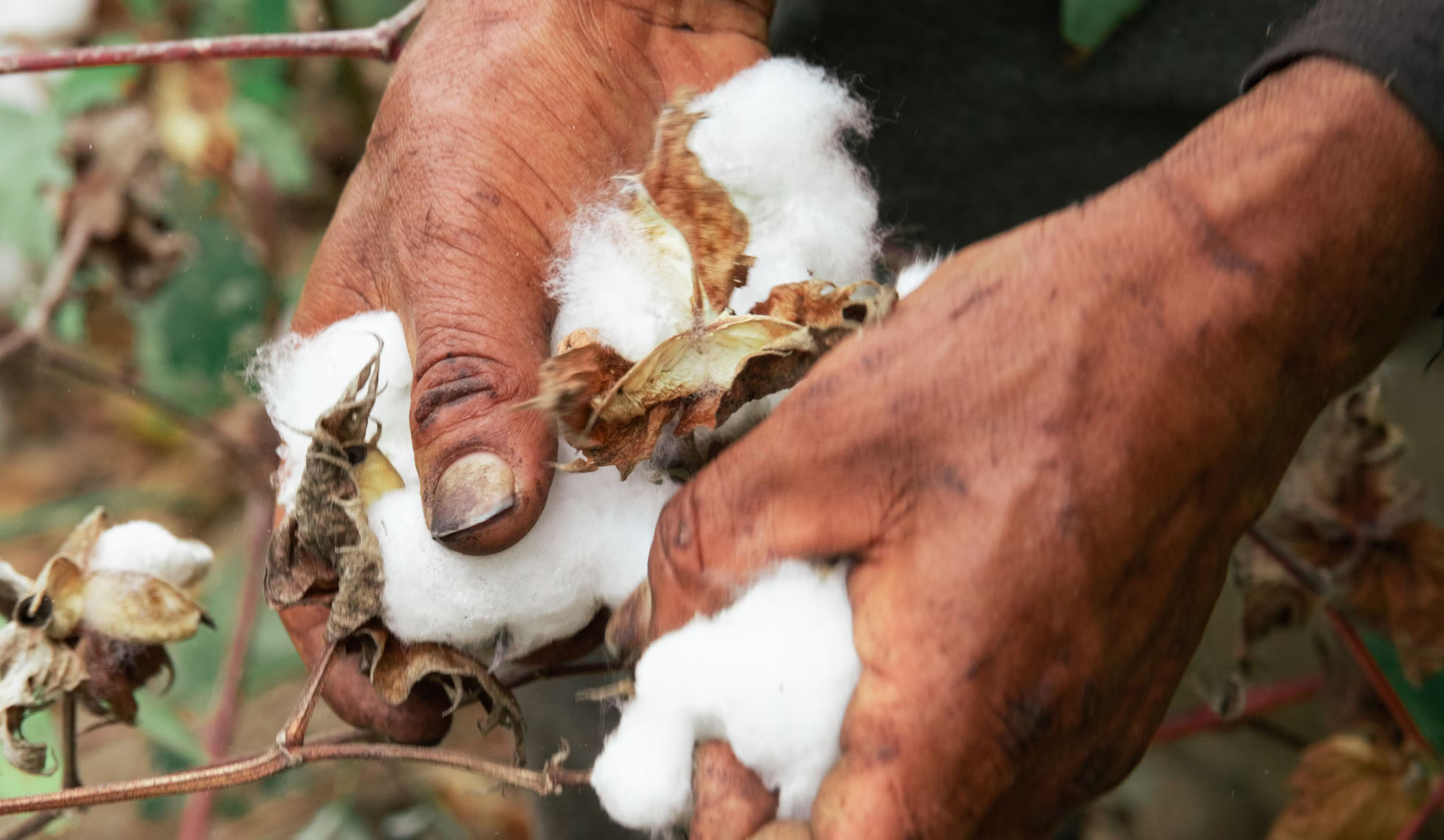 Cultivo de algodão orgânico para matéria prima da VERT/VEJA